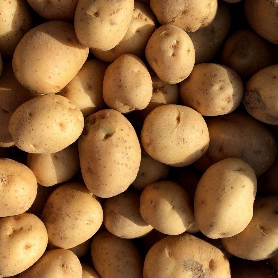 Maris Peer Second Early Seed Potatoes 2kg