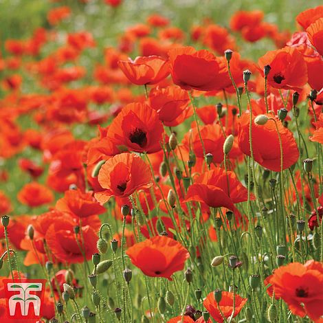 Poppy Flanders Flower Seeds