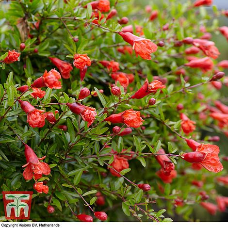 Dwarf Pomegranate Flower Seeds