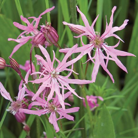 Wild Flower Ragged Robin Flower Seeds