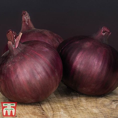 Onion Redlander F1 Seeeds