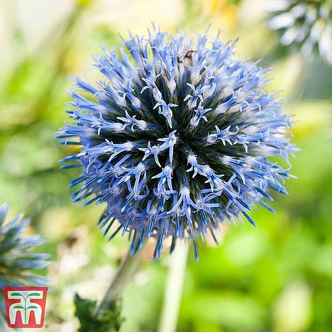 Echinops Ritro Flower Seeds