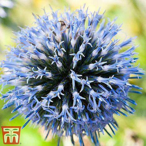 Echinops Ritro Flower Seeds