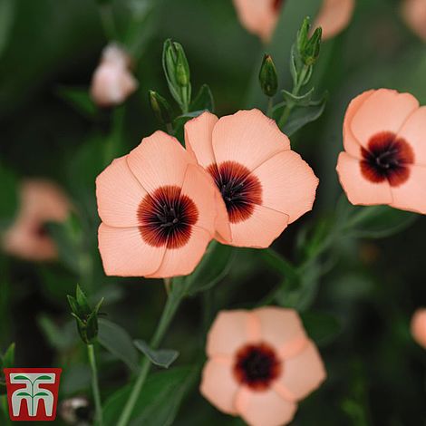 Linum Salmon Bright Eyes Flower Seeds