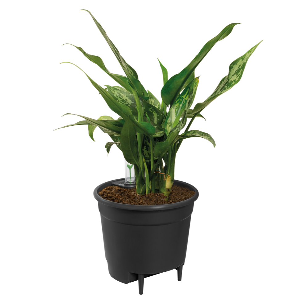 Self Watering Insert 28cm Living Black | Cornwall Garden Shop | UK