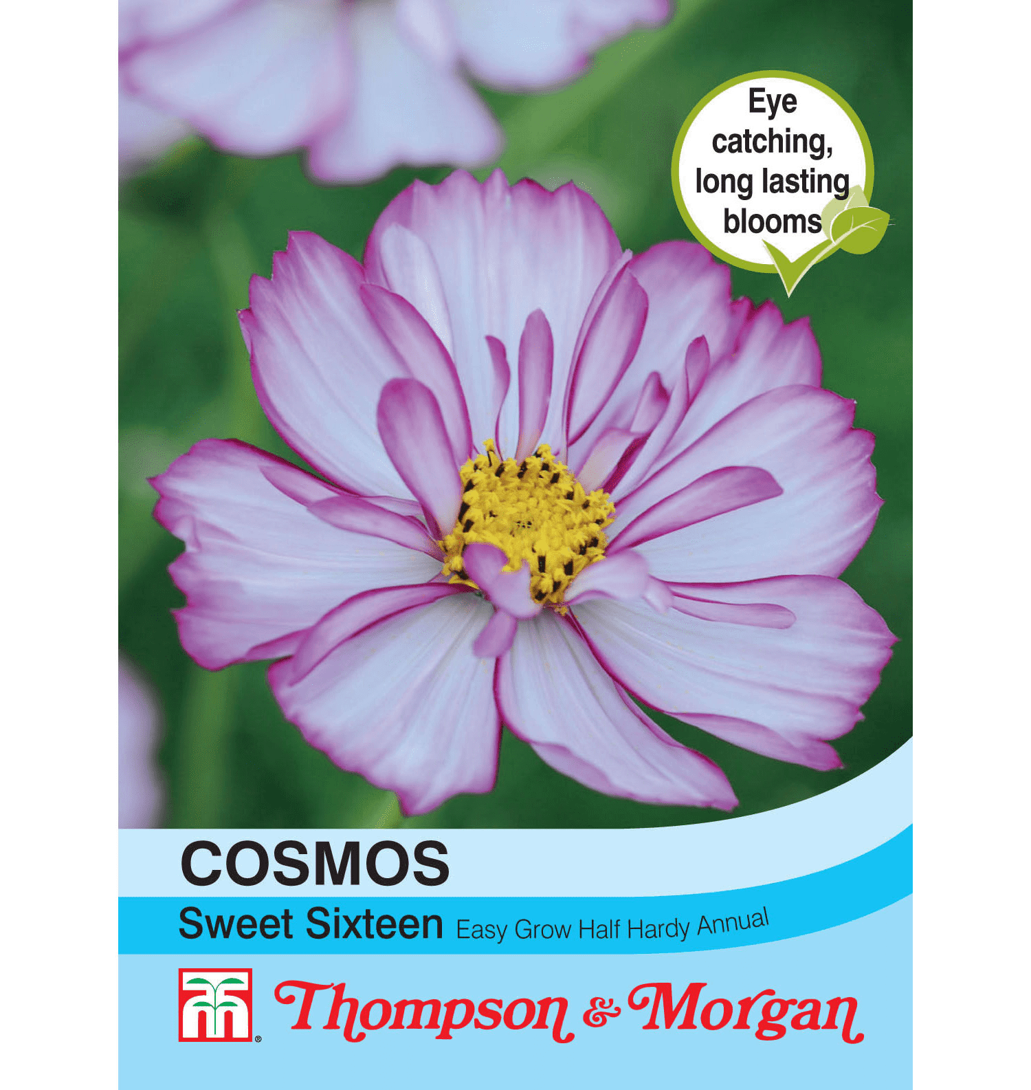 Cosmos Sweet Sixteen Flower Seeds