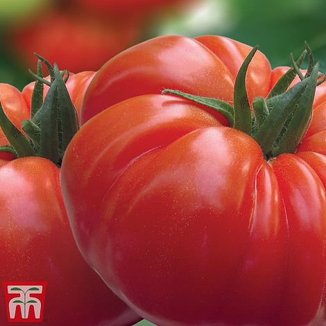Tomato Buffalosteak F1 Hybridomato Seeds