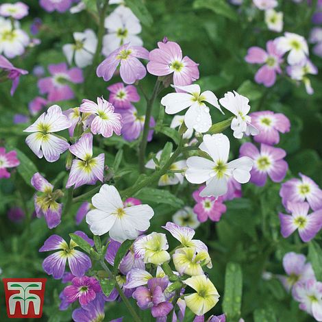 Stocks Virginia Mixed Flower Seeds