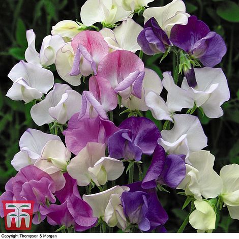 Sweet Pea Scent Infusion Flower Seeds