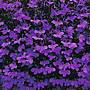Lobelia Crystal Palace Flower Seeds