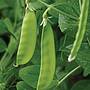 Mangetout Oregon Sugar Pod Seeds