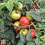 Tomato Divinity Seeds