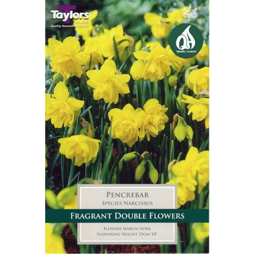 Narcissi Bulbs 'Pencrebar'