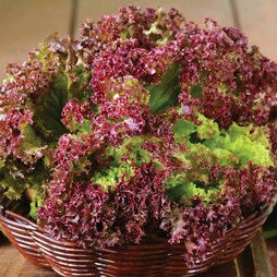 Lettuce Lollo Rossa Seeds