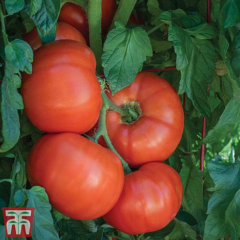 Tomato Burlesque F1 Seeds
