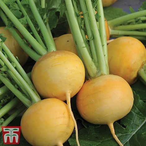 Turnip Golden Ball Seeds