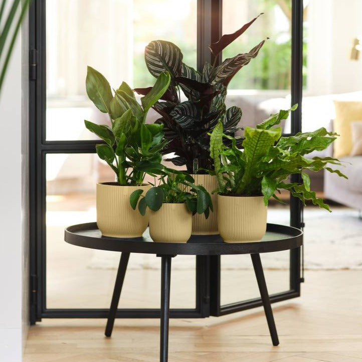 Vibes Fold Round Mini 7cm Butter Yellow | Cornwall Garden Shop | UK