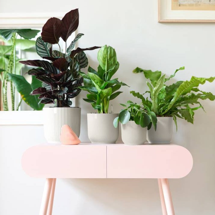 Vibes Fold Round Mini 7cm Silky White | Cornwall Garden Shop | UK