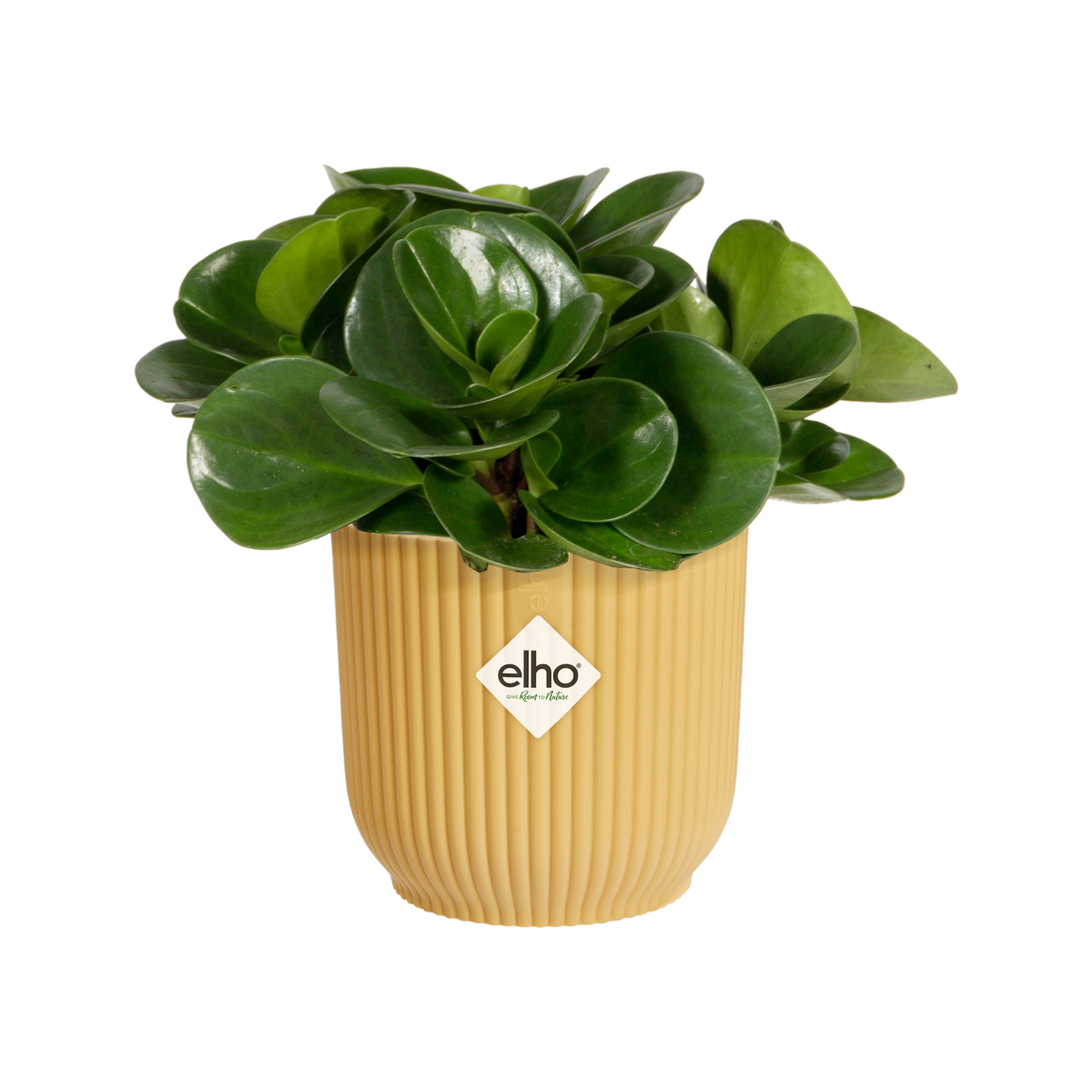 Vibes Fold Round Mini 7cm Butter Yellow | Cornwall Garden Shop | UK