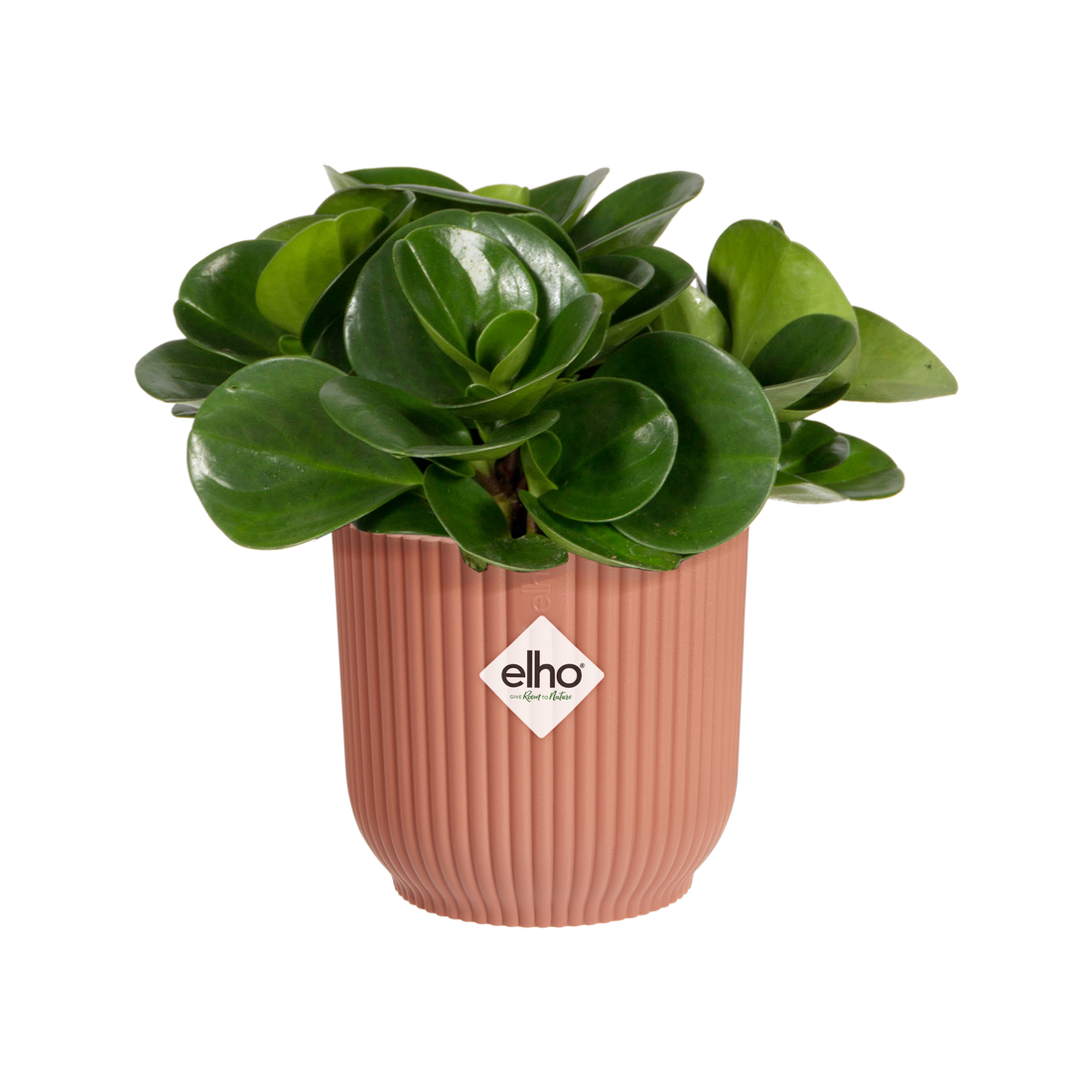 Vibes Fold Round Mini 7cm Delicate Pink | Cornwall Garden Shop | UK