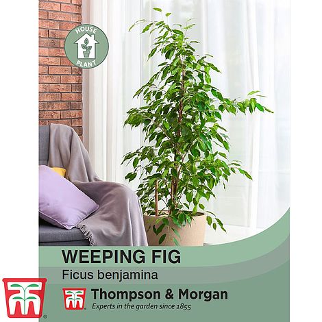 Weeping Fig Flower Seeds