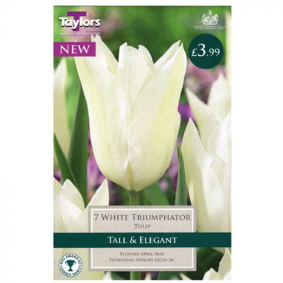 Tulip 'White Triumphator' Bulbs