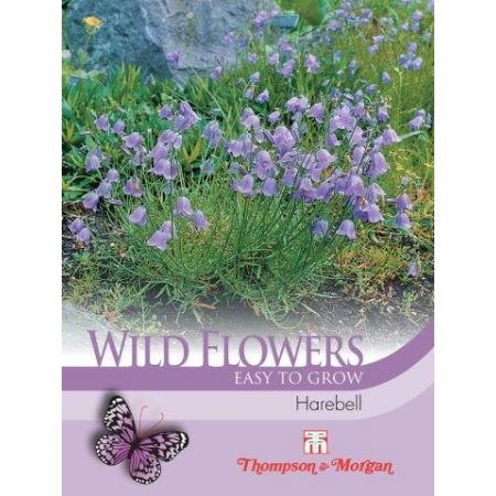 Wild Flower Harebell