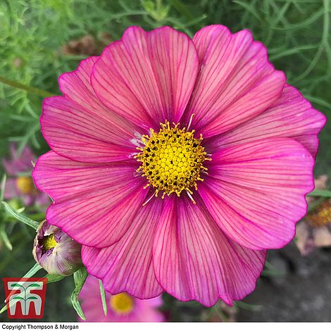 Cosmos Xsenia Flower Seeds
