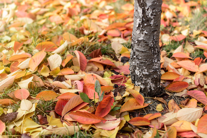 Autumn Gems: Our Top Picks for Your Garden This Season!