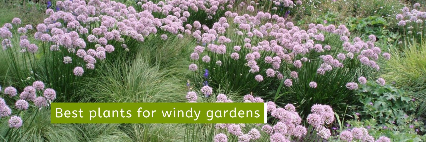 Read The Best Plants for Windy Gardens - Cornwall Garden Shop