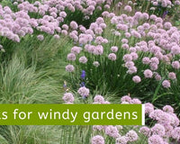 Read The Best Plants for Windy Gardens - Cornwall Garden Shop
