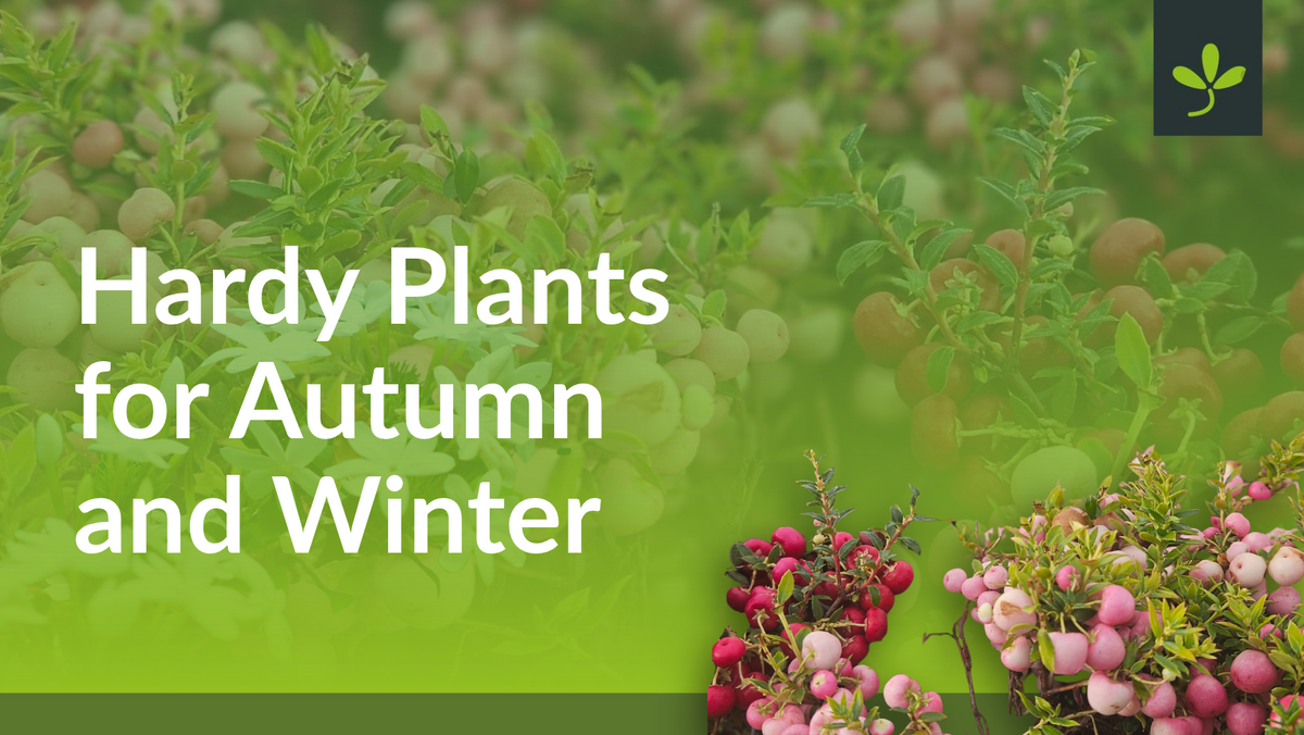 Hardy Plants for Autumn and Winter
