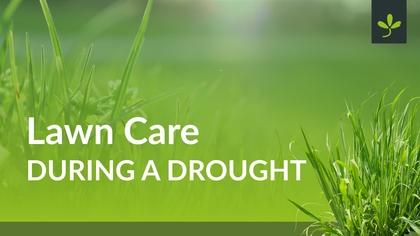 Lawn Care Advice