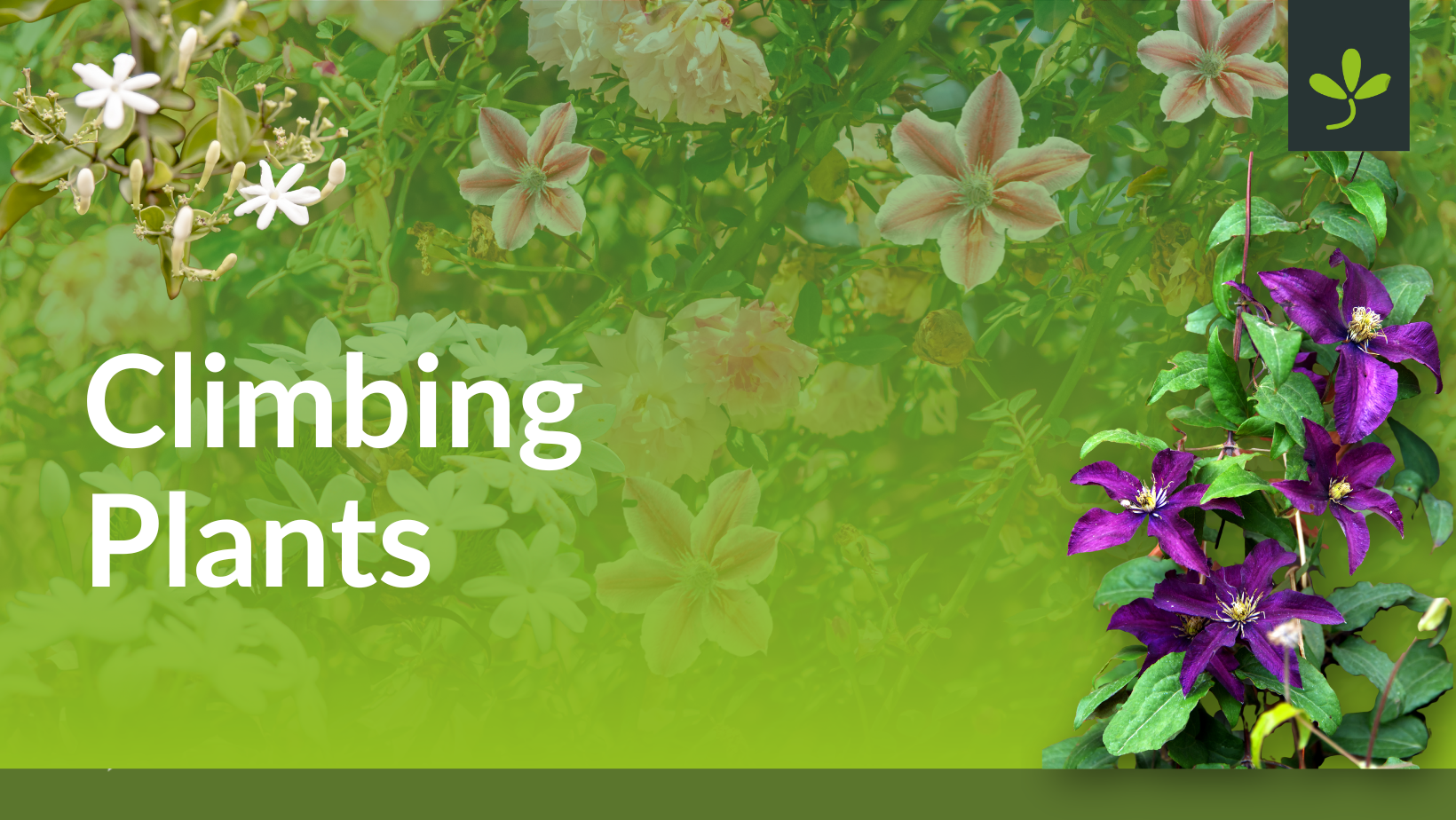 Climbing Plants For Every Garden