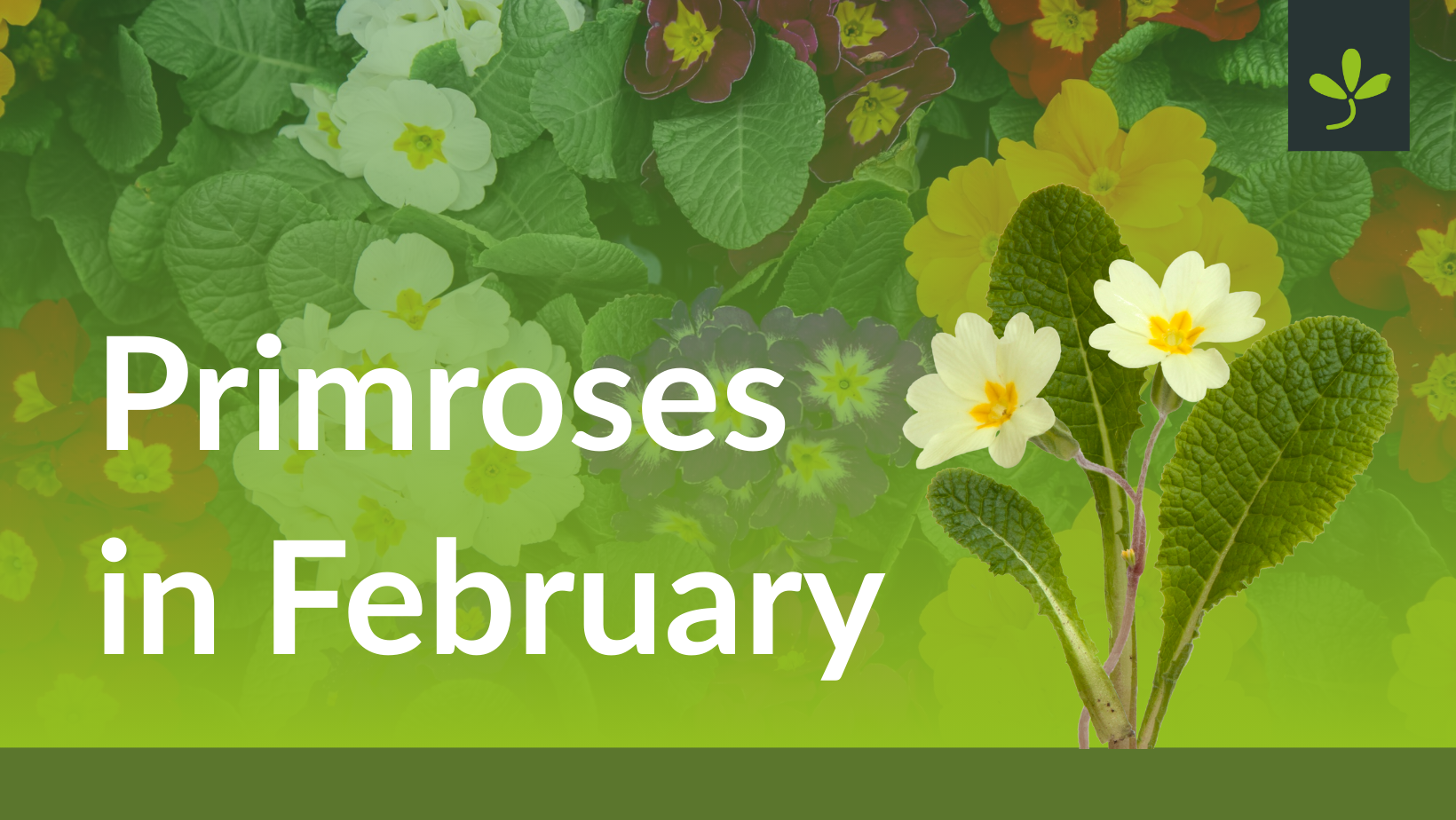 Growing Primroses in February