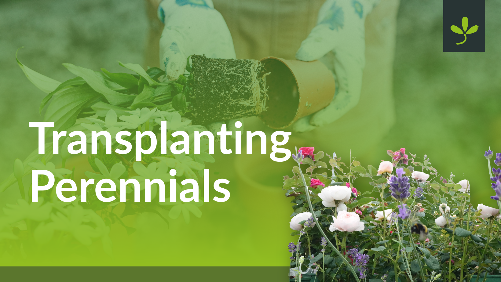 Planting Perennials for Years of Colour