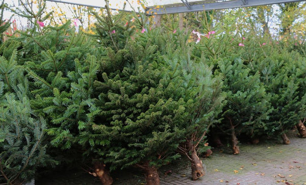 CHRISTMAS TREES NOW IN STOCK!