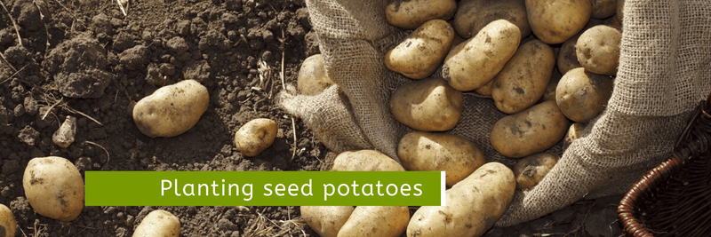 Read A Guide to Planting Seed Potatoes - Cornwall Garden Shop