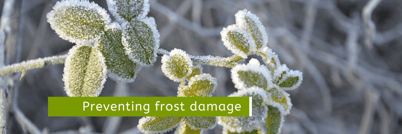 Read How to Prevent Frost from Damaging Your Plants - Cornwall Garden Shop