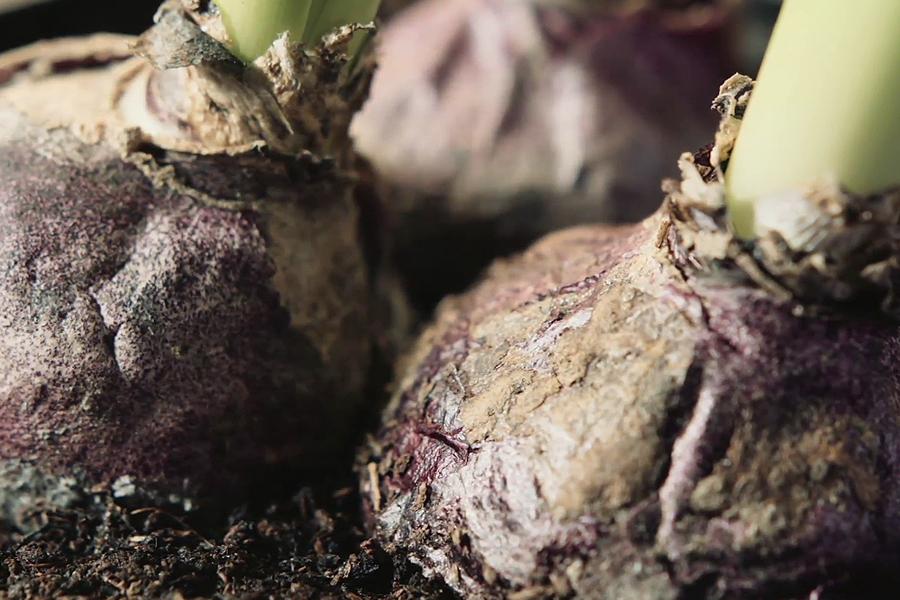 Read Tips for Storing Bulbs During Winter - Cornwall Garden Shop