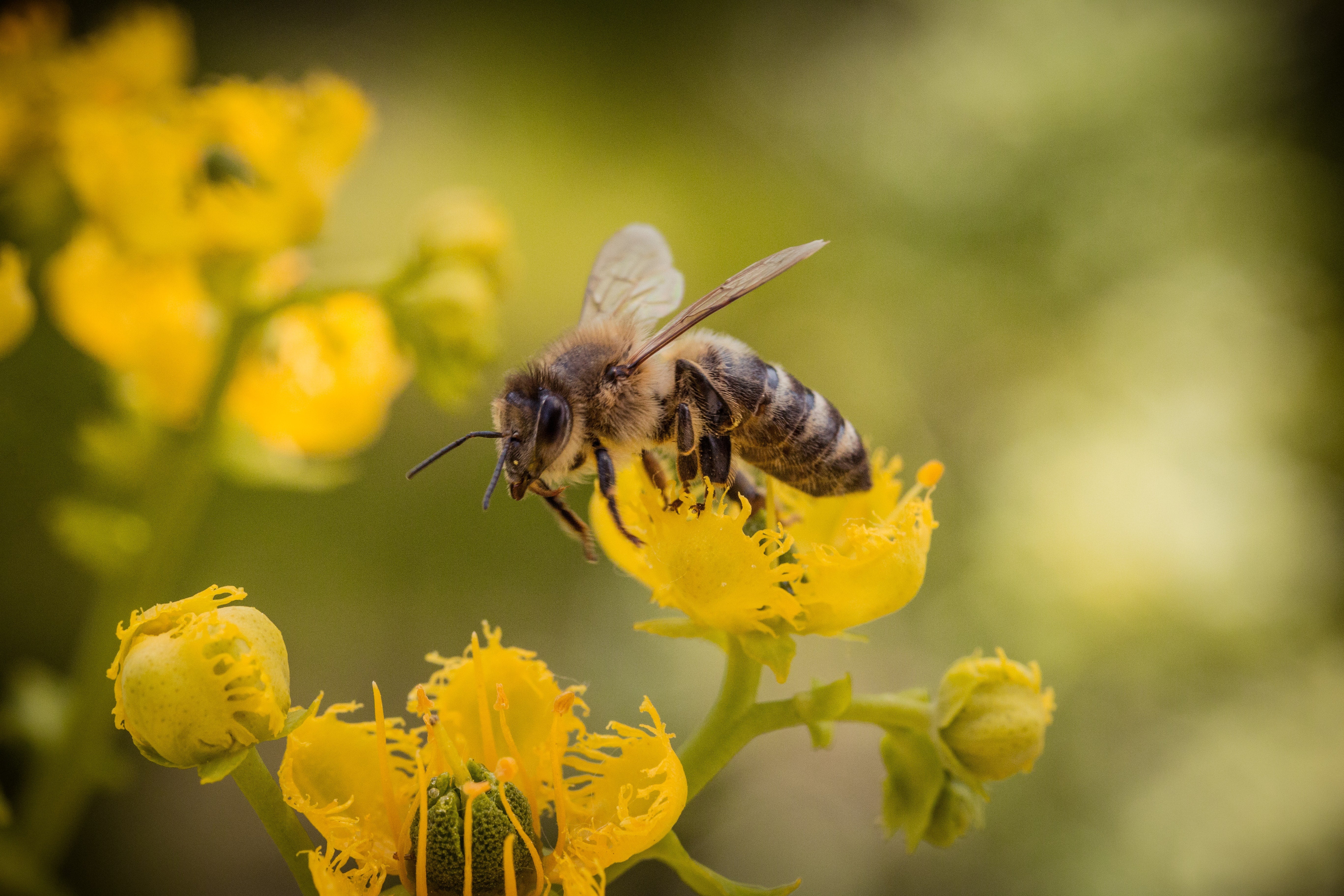 Bee Wildlife Care in Garden