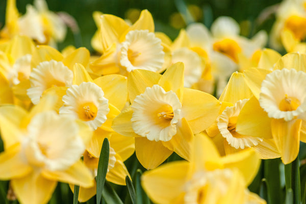 Yellow Daffodils | Cornwall Garden Shop | UK