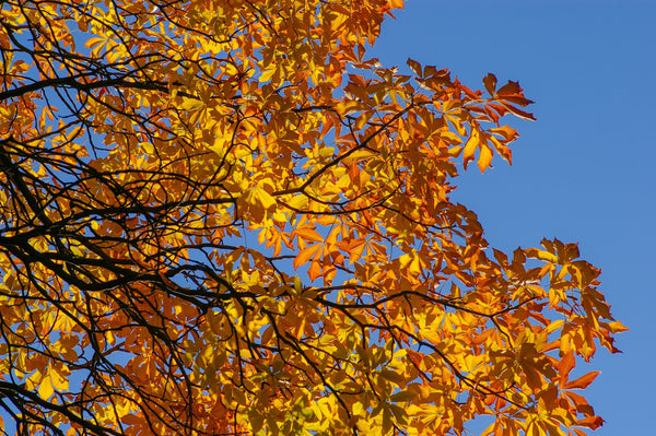 Autumnal Tree with Blue Sky | Autumn Gardening | Cornwall Garden Shop | UK