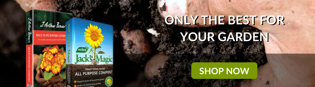 Vegetable Seeds