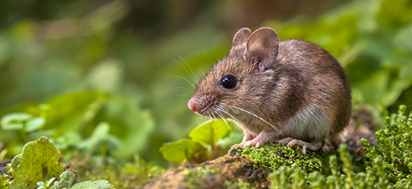 Wild Mouse Care