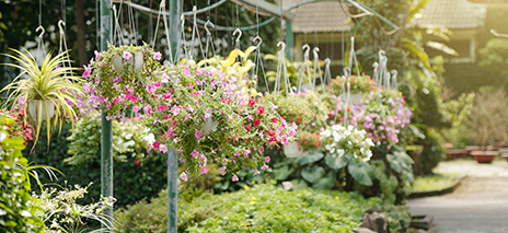 Hanging Baskets