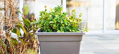 Outdoor Plastic Pots