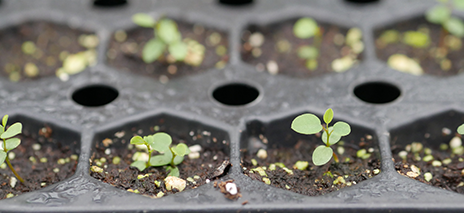 Grow Pots & Trays