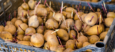 Seed Potatoes