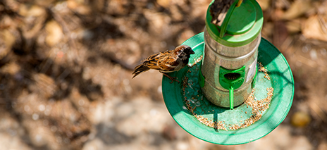 Wild Bird Feeders